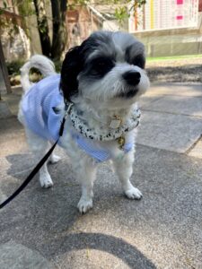 チップ　クールリング2